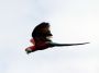 Day02 - 17 * Red and Green Macaw